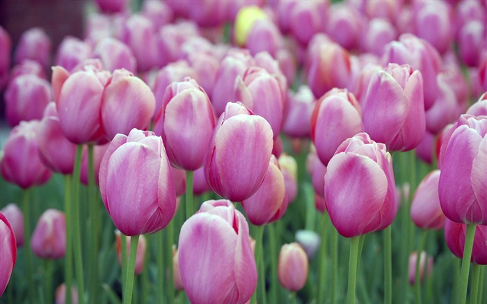 pink blossom tulips-Flower HD photography photos Views:11972 Date:2011/10/7 13:38:07