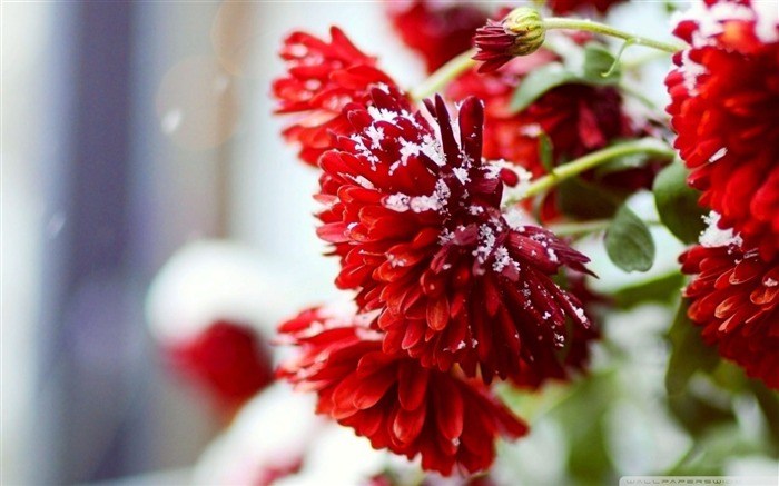 snow over red flowers-desktop wallpaper winter scenery Views:44263 Date:2011/10/23 2:06:35