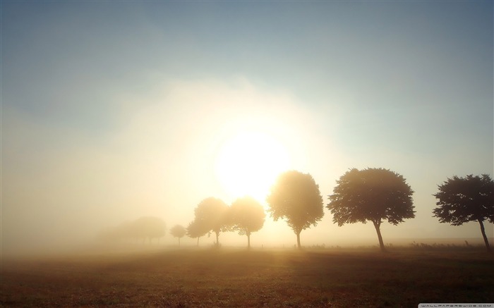 árboles en la niebla de la mañana-Autumn Landscape Fondos de escritorio Vistas:10376