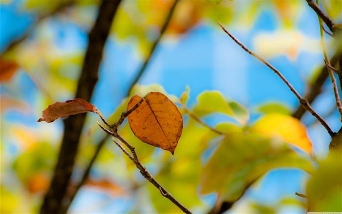 unclarity leaf-Autumn Landscape Fondos de Escritorio Vistas:9500