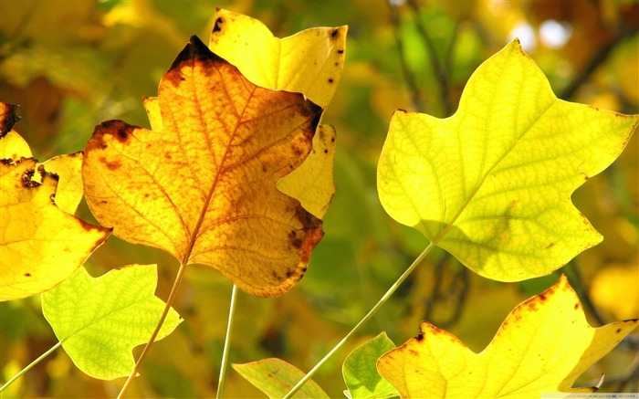 Hojas de otoño vivas-Autumn Landscape Desktop Wallpaper Vistas:10495