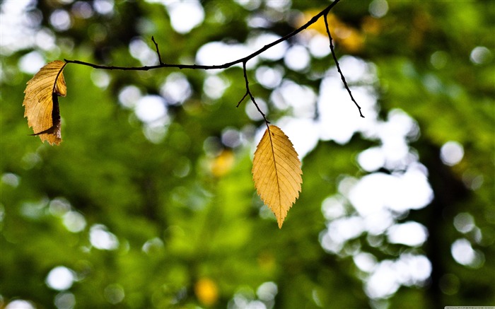 papel tapiz de escritorio amarillo del paisaje de la caída-otoño Vistas:8655