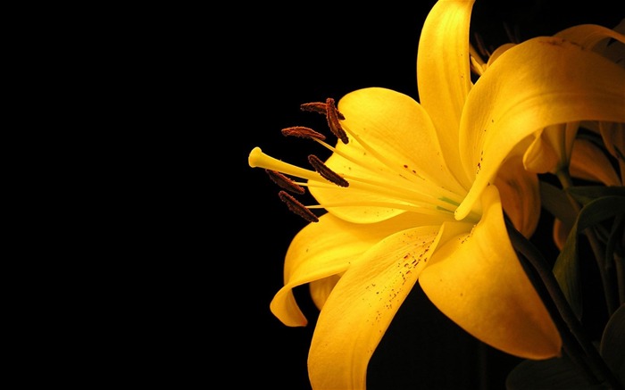 yellow lily flower-Flower HD photography photos Views:28393 Date:2011/10/7 13:45:06