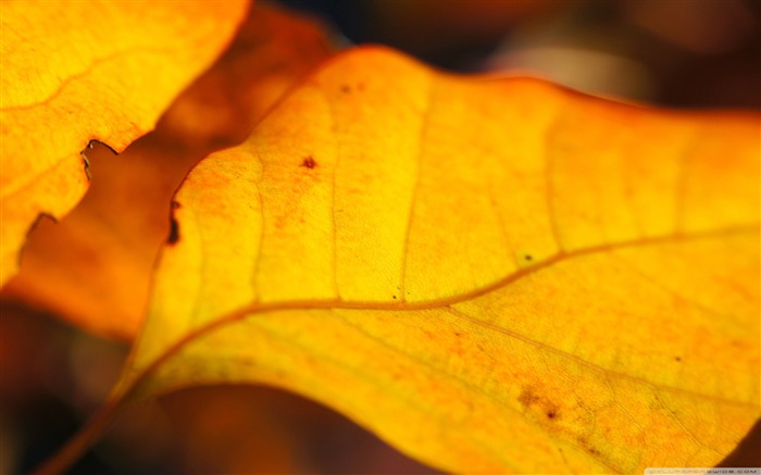 hojas de nogal amarillo-otoño paisaje fondo de pantalla Vistas:9279