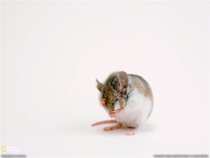 Beach Mouse Florida-National Geographic magazine Views:10573 Date:2011/11/25 22:57:50