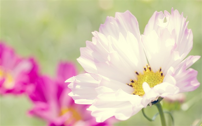 코스모스 꽃 - 신선하고 자연적인 꽃 바탕 화면 배경 화면 찾아보기 :17363