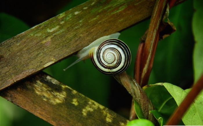 Cute snail-snail desktop picture album Visualizações:10093