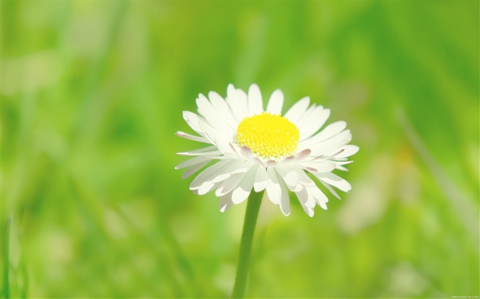 데이지 - 신선하고 자연스러운 꽃 바탕 화면 배경 화면 찾아보기 :15716