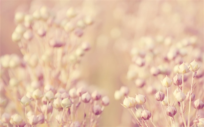 아마 - 신선하고 자연적인 꽃 바탕 화면 배경 화면 찾아보기 :18708