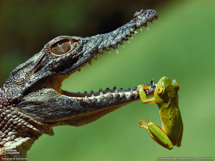 Frog and Crocodile South Africa-National Geographic magazine Views:18207 Date:2011/11/25 23:06:16