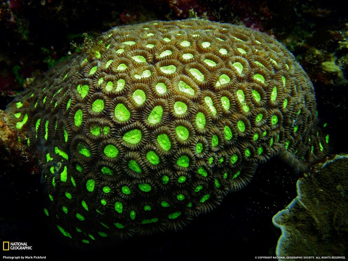 Honeycomb Coral Indonesia-National Geographic magazine Views:12012 Date:2011/11/25 23:09:28