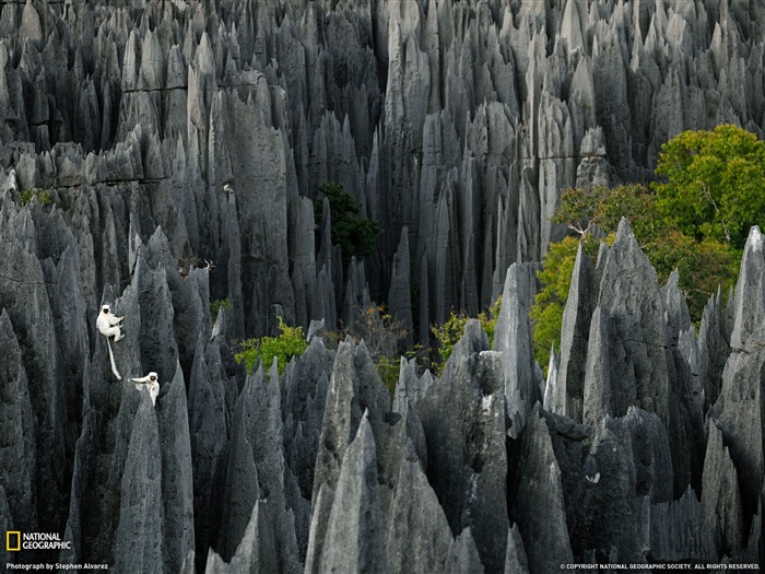 Revista Lemurs Madagascar-National Geographic Visualizações:11249