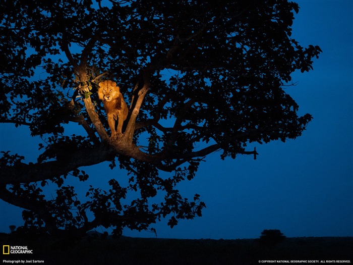 Lion Uganda-National Geographic magazine Views:11073 Date:2011/11/25 23:13:32