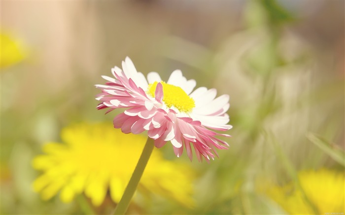 리틀 데이지 - 신선하고 자연스러운 꽃 바탕 화면 배경 화면 찾아보기 :13941