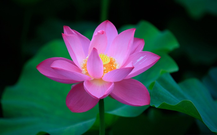 Lotus Rose-Flowers Photography Desktop Visualizações:15353