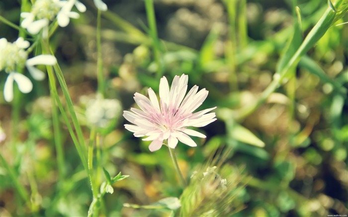 핑크 데이지 - 신선하고 자연적인 꽃 바탕 화면 배경 화면 찾아보기 :9563