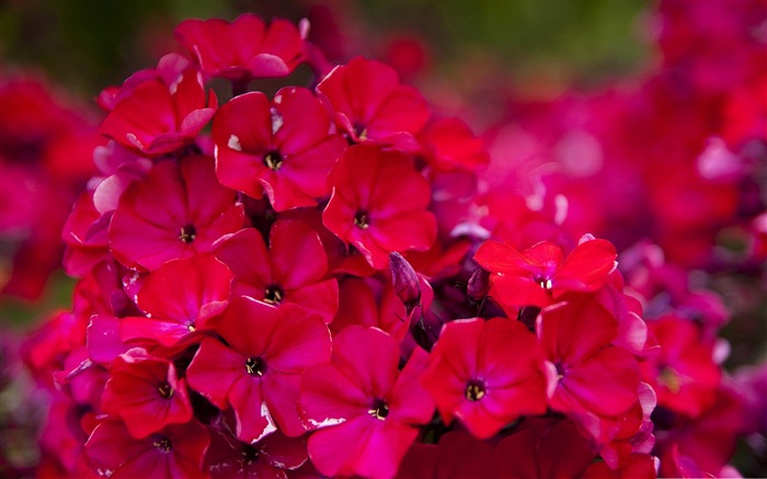 Jardim vermelho-flores Fotografia Desktop Visualizações:11457