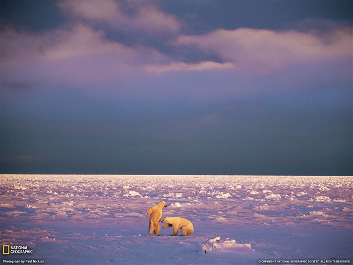 Sparring Polar Bears Svalbard-National Geographic magazine Views:9542 Date:2011/11/25 23:27:12