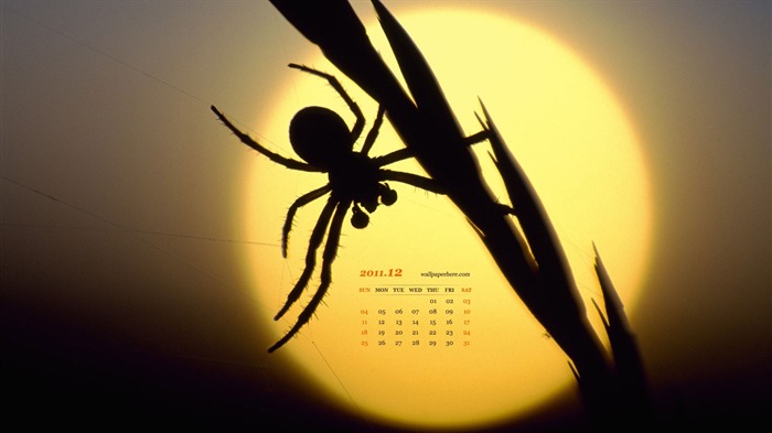 araignée-Décembre 2011-Desktop Calendar Fonds d'écran Vues:7517