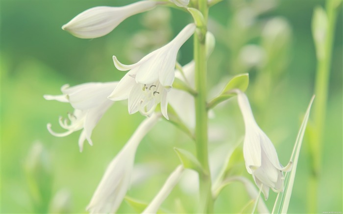 여름 꽃 - 신선하고 자연적인 꽃 바탕 화면 배경 화면 찾아보기 :12249