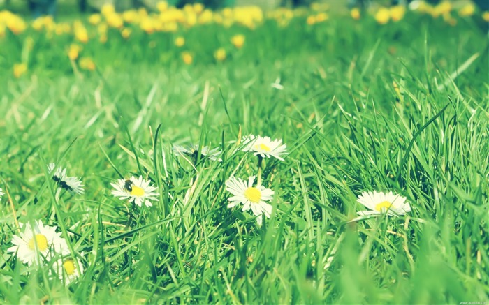 야생 데이지 - 신선하고 자연적인 꽃 바탕 화면 배경 화면 찾아보기 :12258