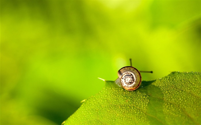 Little world-snail desktop picture album Views:25254