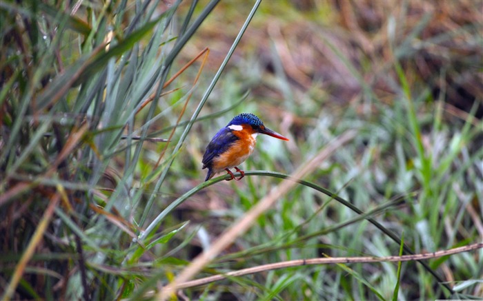 Kingfisher bébé-oiseaux Desktop Fonds d'écran Vues:13800