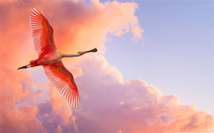 Free to fly - birds Desktop Wallpapers Views:40129