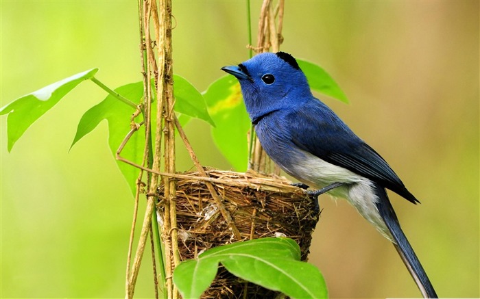 belle bluebird-oiseaux Desktop Fonds d'écran Vues:13679