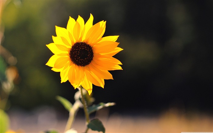 beautiful sunflower-Colorful-Flowers Wallpaper Photo Views:14115 Date:2011/11/9 23:30:27