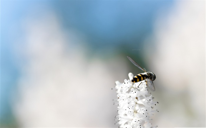 bee-Colorful-Flowers Wallpaper Photo Views:10422 Date:2011/11/9 23:36:32