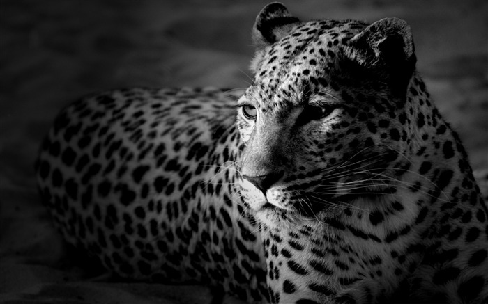 black and white jaguar-Wildlife Wallpaper Views:51210 Date:2011/11/29 23:39:37