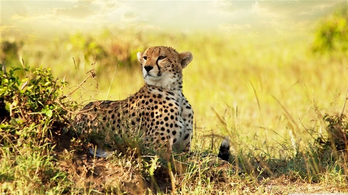 cheetah-Wildlife Wallpaper Views:20251 Date:2011/11/29 23:41:10