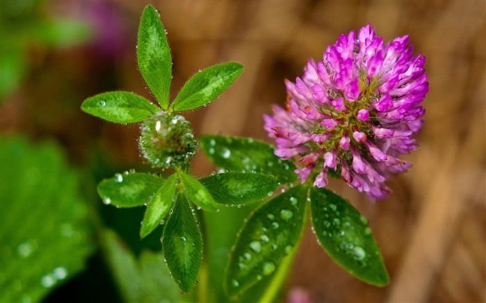 trébol macro-flores fotografía escritorio Vistas:11547