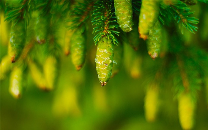 Sentir um ambiente verde fresco e verde Visualizações:31584