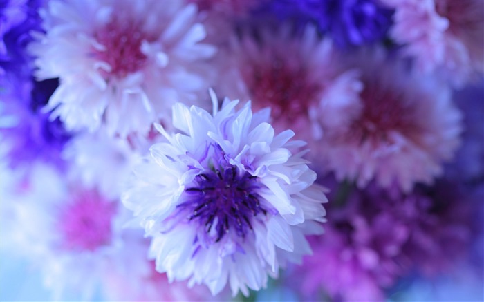 cornflower bouquet-flowers Fotografía Escritorio Vistas:20546