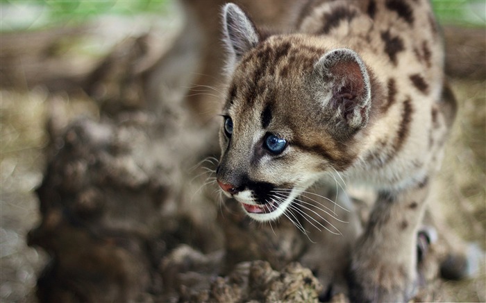 cute cougar cub -Wildlife Wallpaper Views:11803 Date:2011/11/29 23:44:25