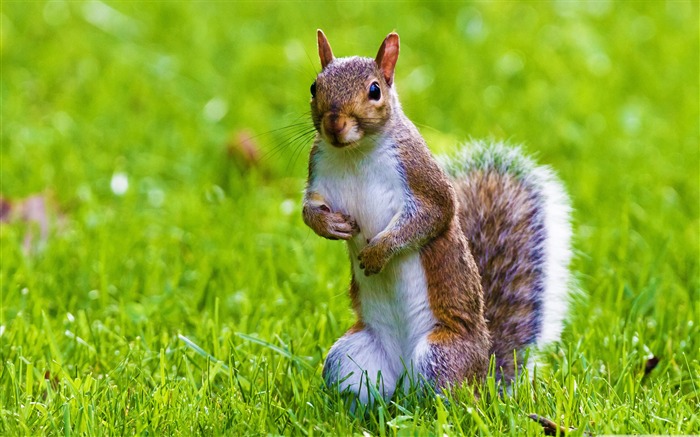 cute squirrel-Wildlife Wallpaper Views:42625 Date:2011/11/29 23:45:15