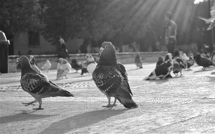 colombe-oiseaux Desktop Fonds d'écran Vues:11135