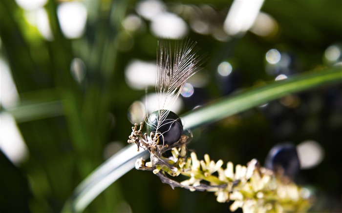 plumas baya-flores fotografía escritorio Vistas:9659