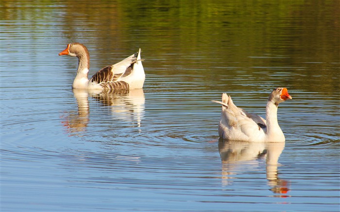 oies-oiseaux Desktop Fonds d'écran Vues:11486