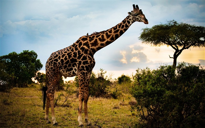 Beautiful prairie-Wildlife Wallpaper Views:38687