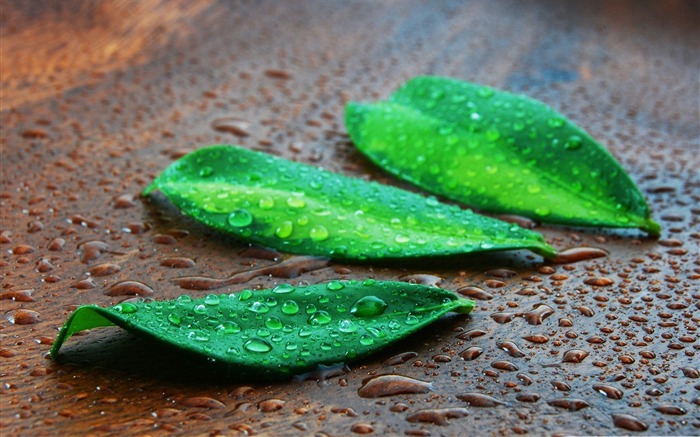 green leaves-Macro Photography Photo Series wallpaper Views:9930 Date:2011/11/9 23:05:39