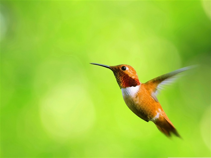 colibri-oiseaux Desktop Fonds d'écran Vues:16126