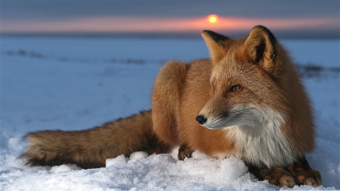 ice fox-Wildlife Wallpaper Views:40874 Date:2011/11/29 23:48:46