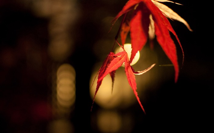 japanese maple-Bokeh desktop picture Views:11631 Date:2011/11/27 21:45:22