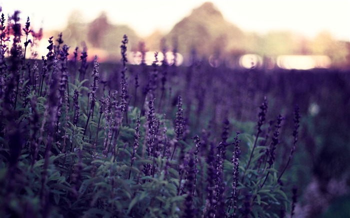 Lavender-Flowers Photography Desktop Vistas:18799