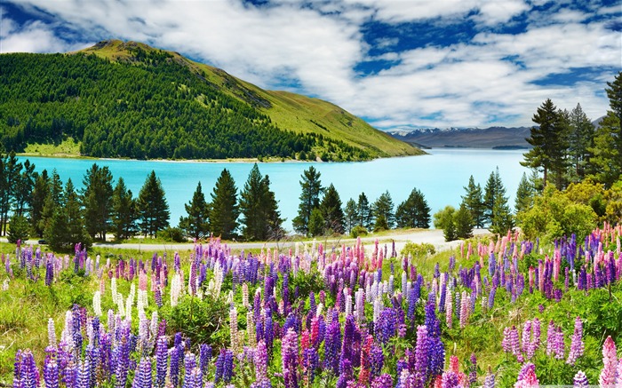 lavender mountains-Nature Desktop Wallpaper Views:21489 Date:2011/11/17 22:54:31