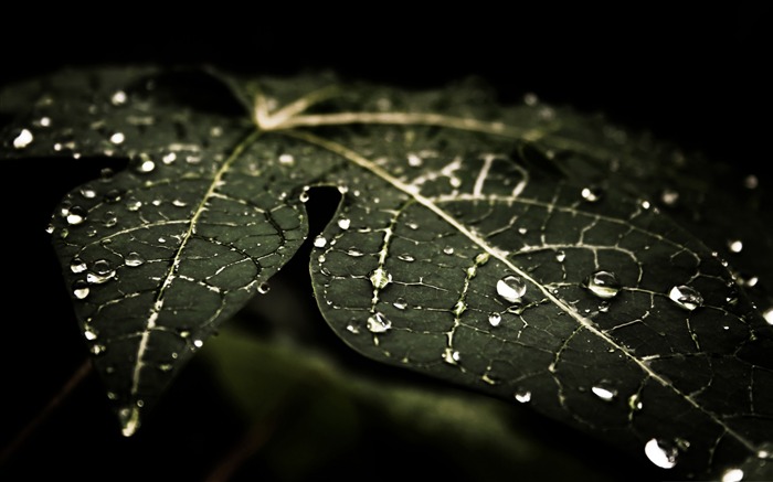 leafy droplets-Macro Photography Photo Series wallpaper Views:10870 Date:2011/11/9 23:06:29