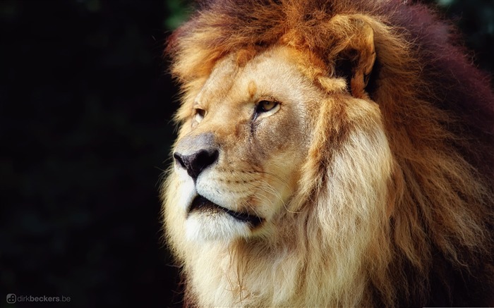 lion-Wildlife Wallpaper Views:22992 Date:2011/11/29 23:50:36